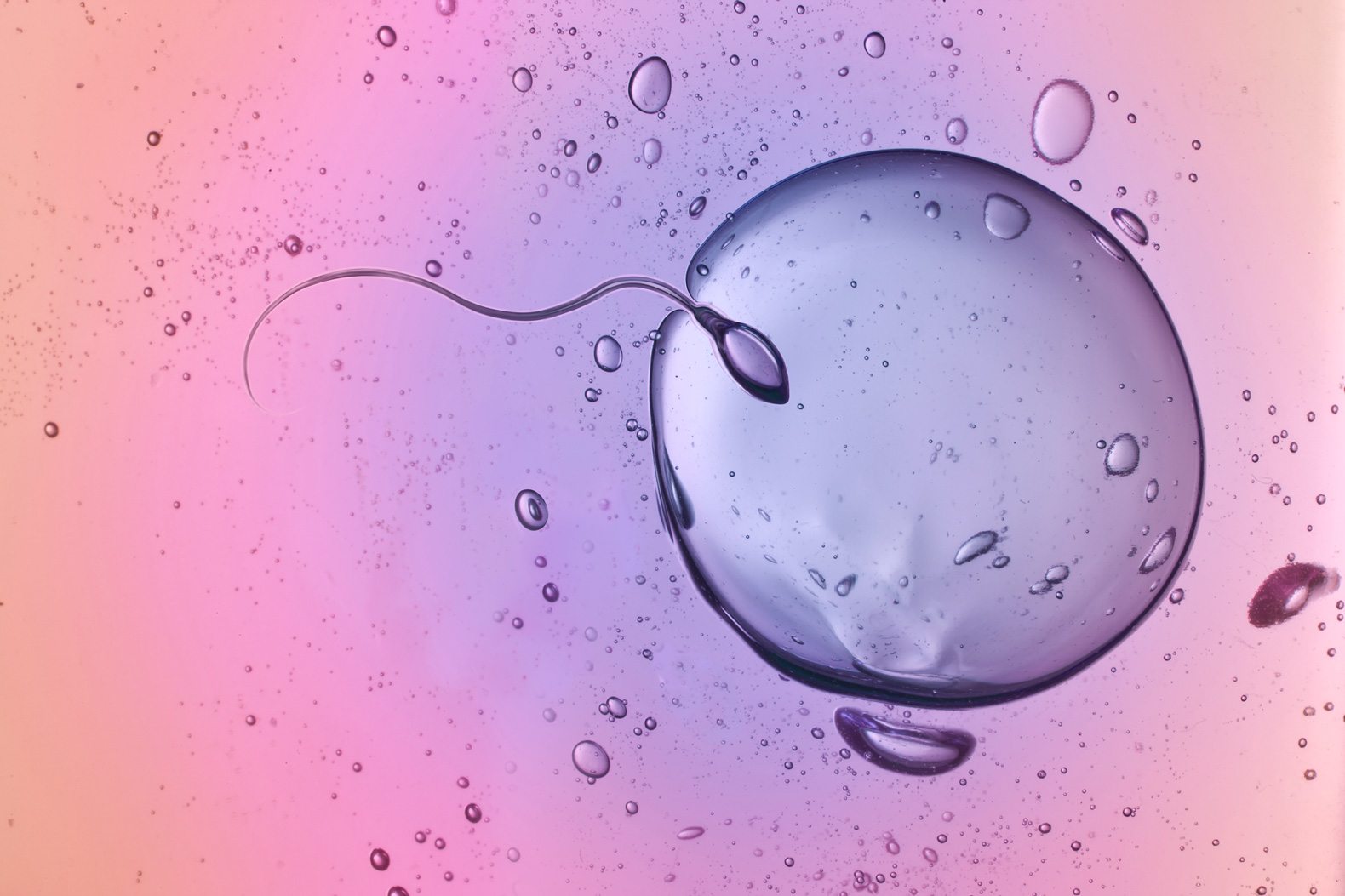spermatozoïde et ovule