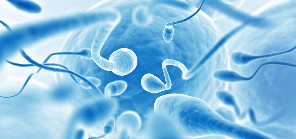 La queue du spermatozoïde pourrait déterminer la qualité du sperme
