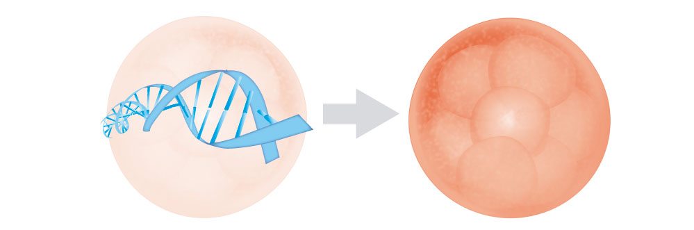 Des experts européens en PMA réclament une réglementation de la recherche sur la technique révolutionnaire du CRISPR avec des embryons