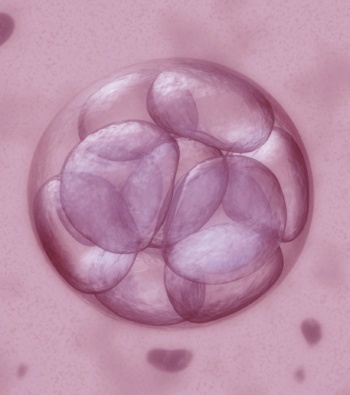 Transfert de l’embryon: le 3ème ou le 5ème jour?
