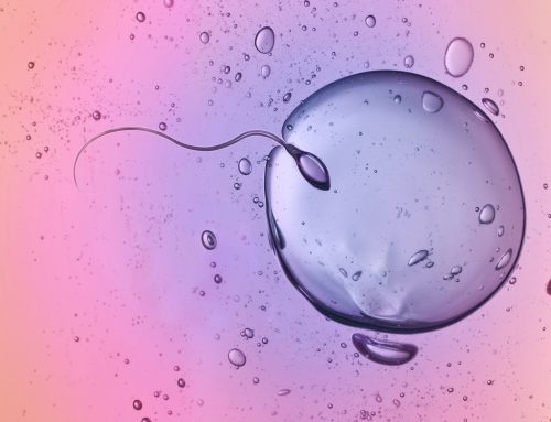 Pourquoi l’idée selon laquelle les spermatozoïdes nagent frénétiquement vers l’ovule durant le processus de fécondation est-elle un mythe ?